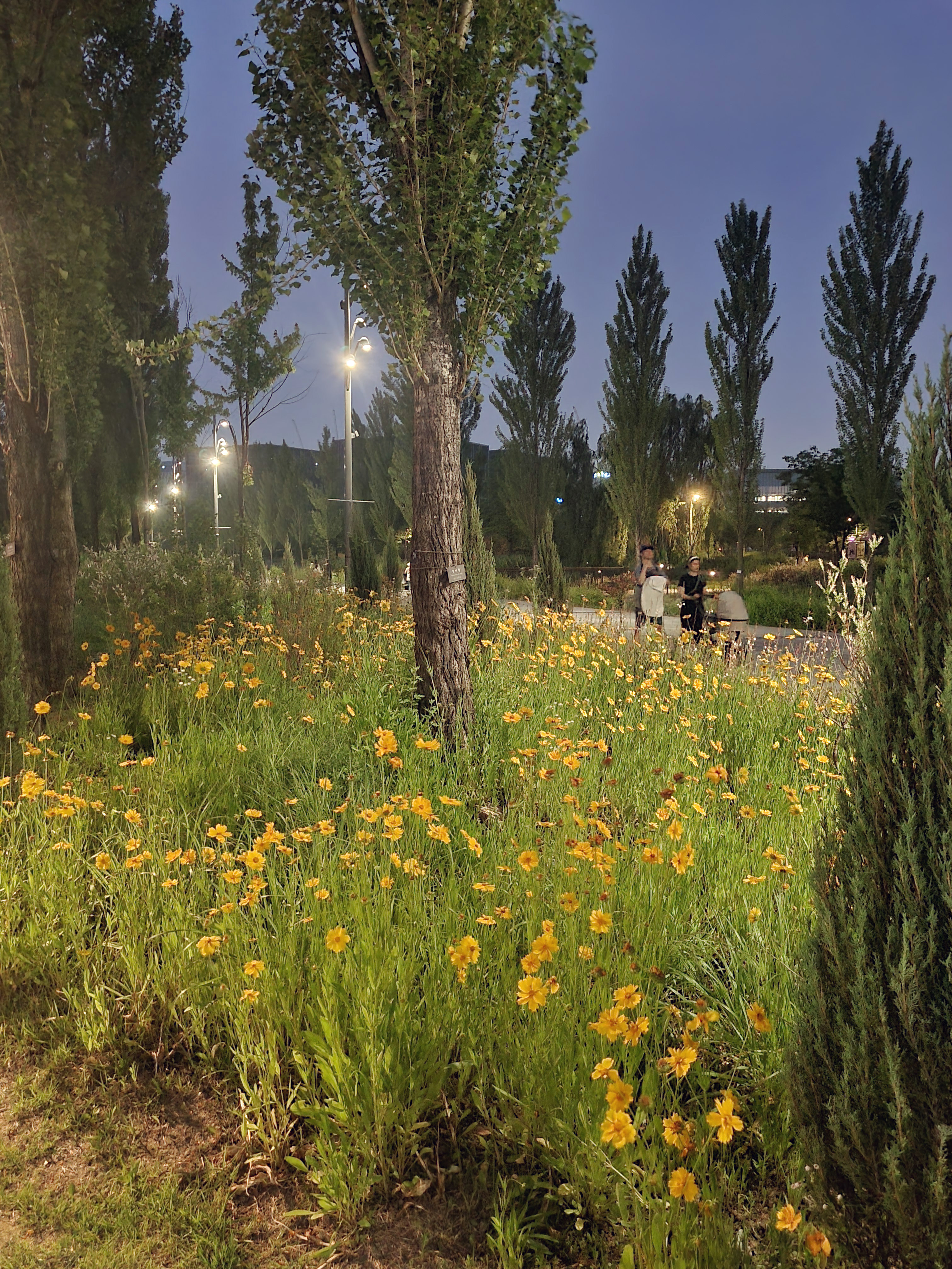 서울식물원 호수원 가는 길 야경에 노란 꽃들이 피어있음