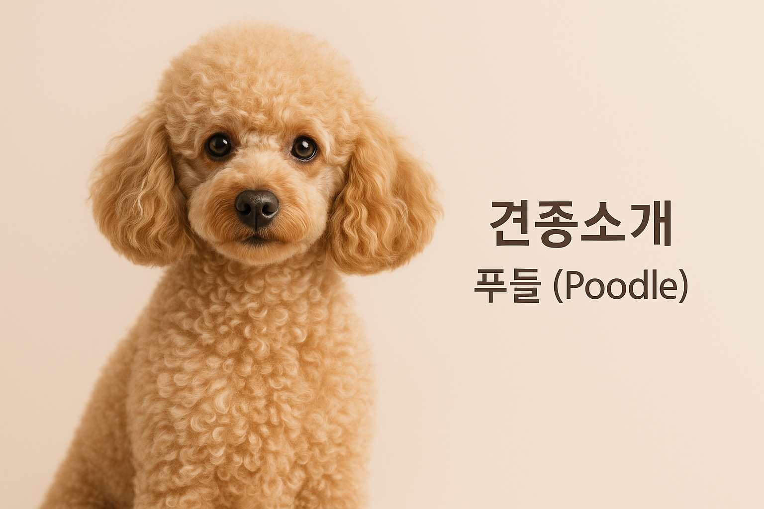 견종소개 푸들 이미지