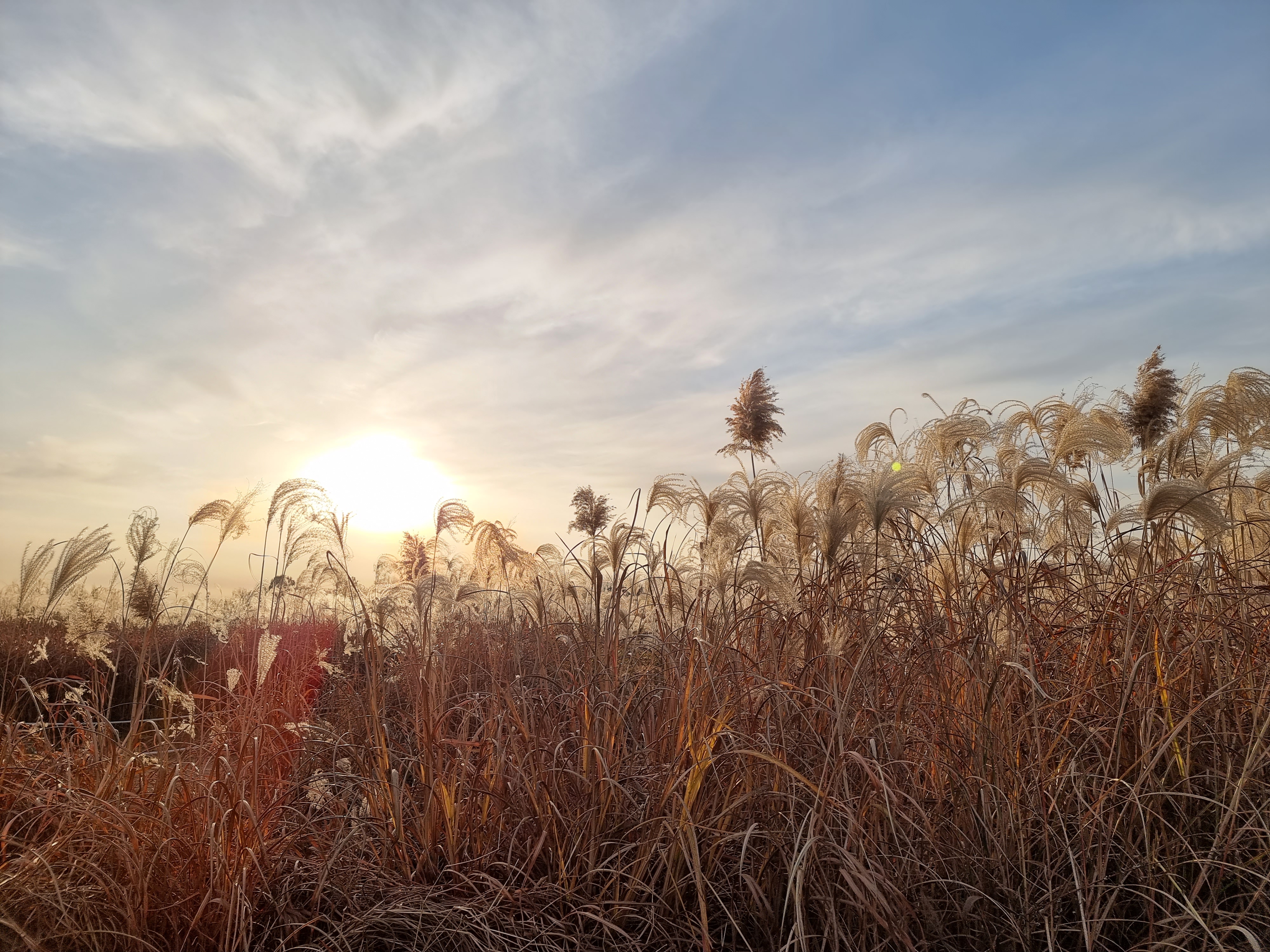 하늘공원 늦은 오후 억새