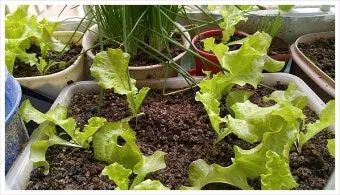 텃밭 상추 키우는 법 파종 간격 수확 연속수확 요령_21