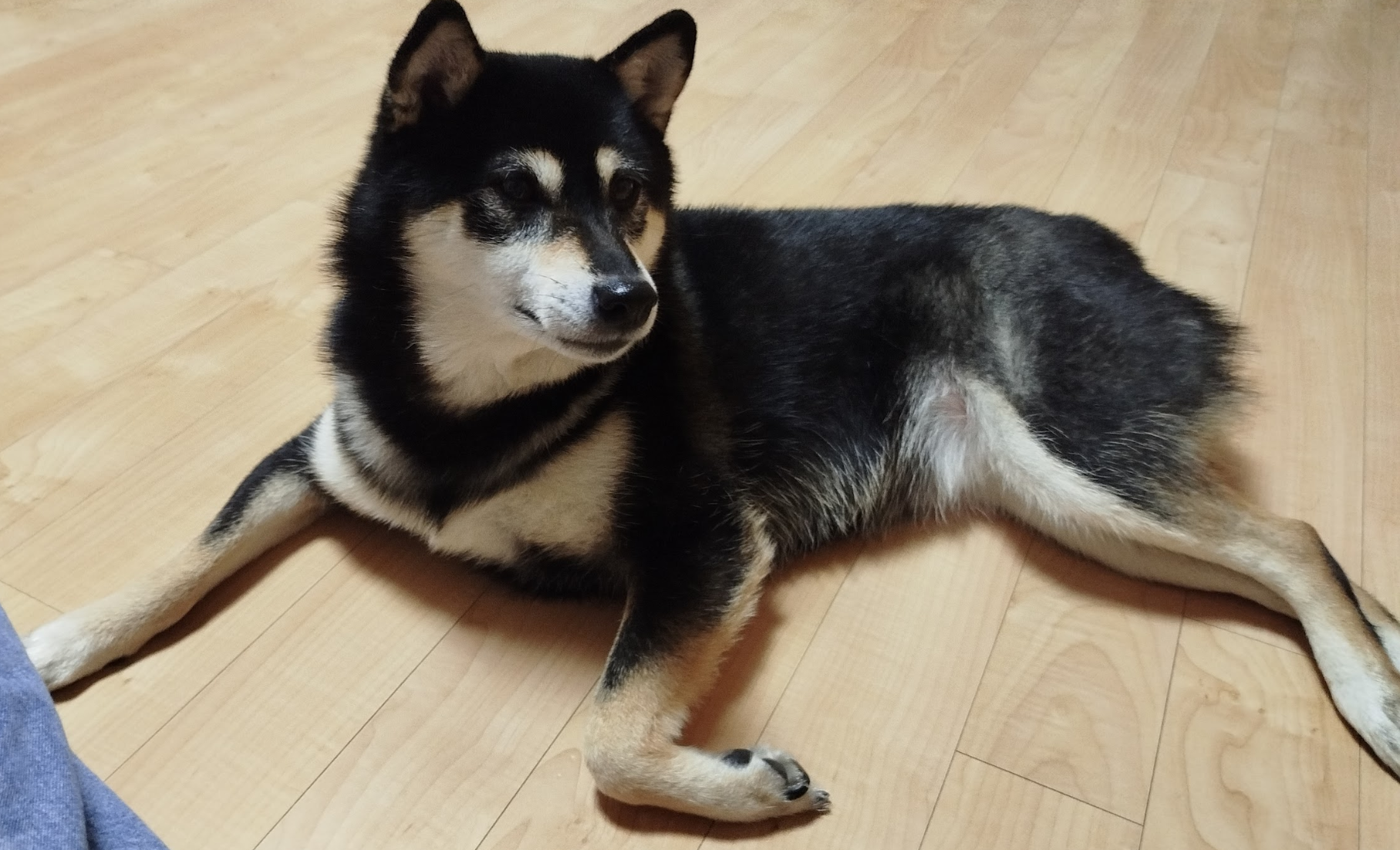 우리 강아지가 발을 할는 이유
