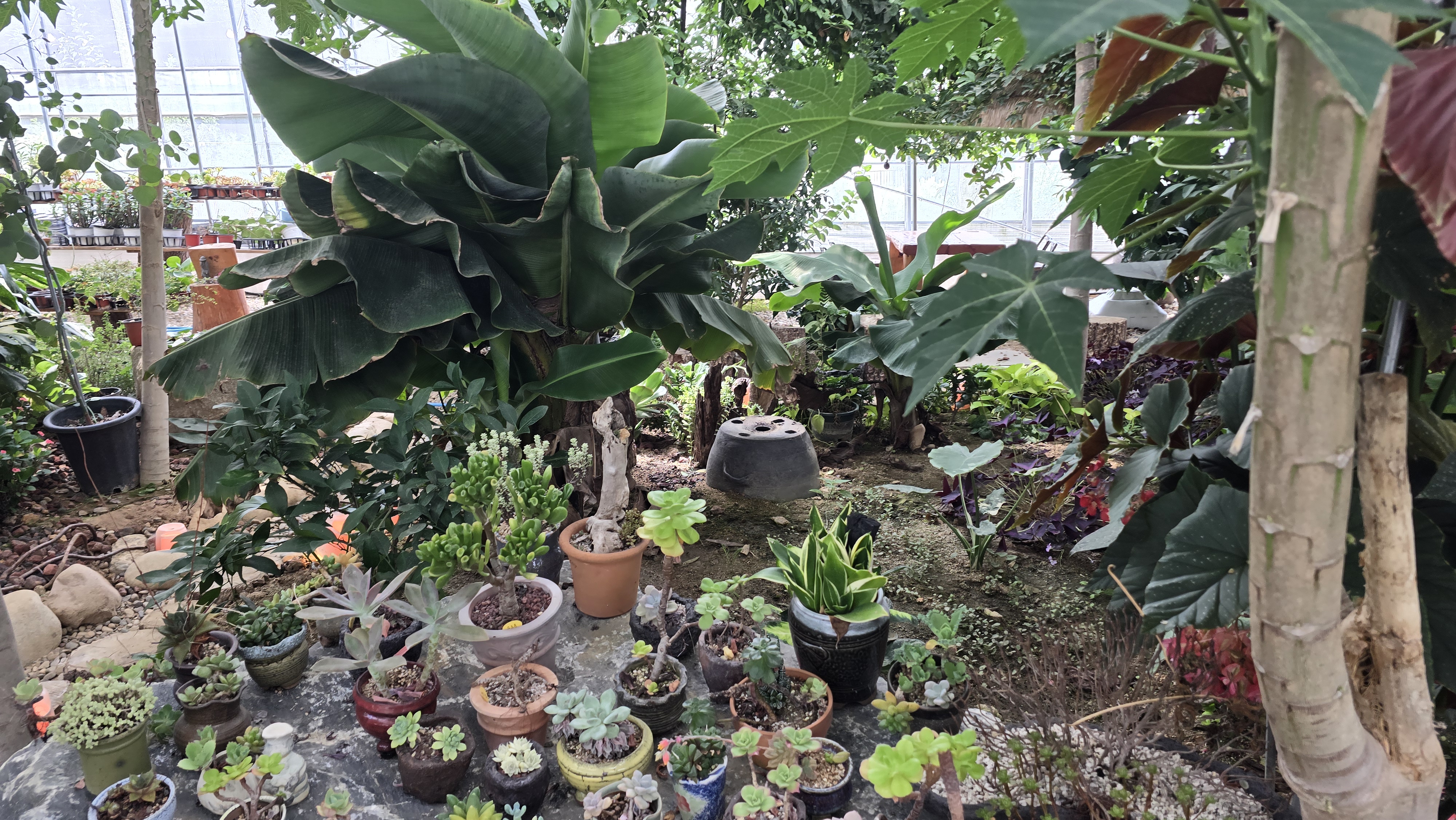 식물정원 다요기 2