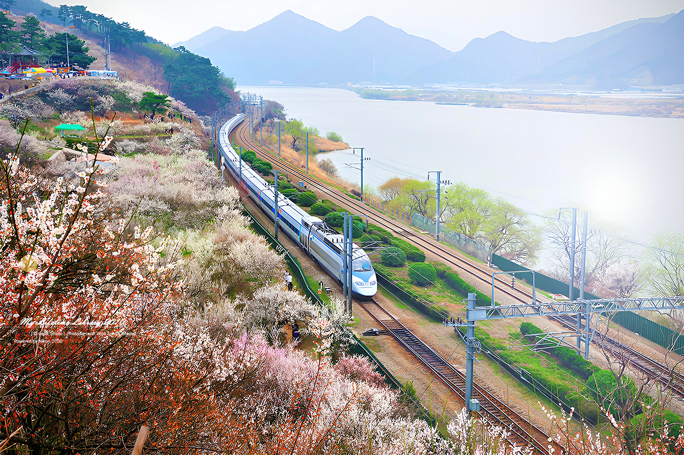 순매원