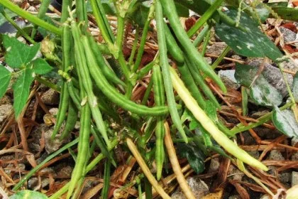 팥 재배 파종 적기 배수로 만들기 수확 건조_4