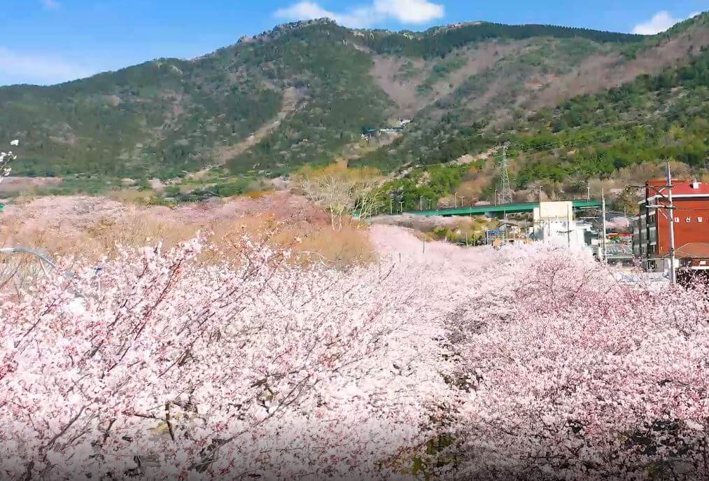 진해 군항제 축제 정보