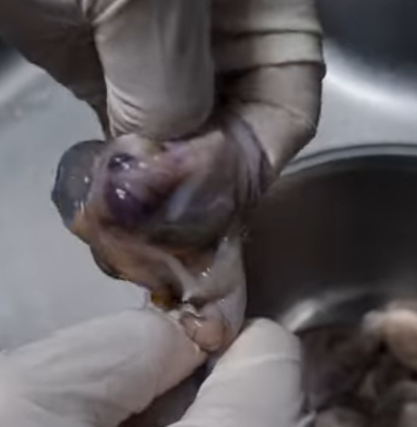 낙지내장제거하는방법