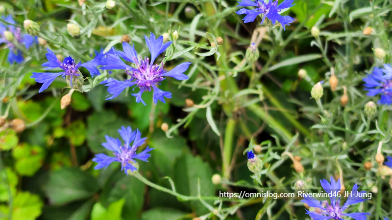 수레국화 Cornflower