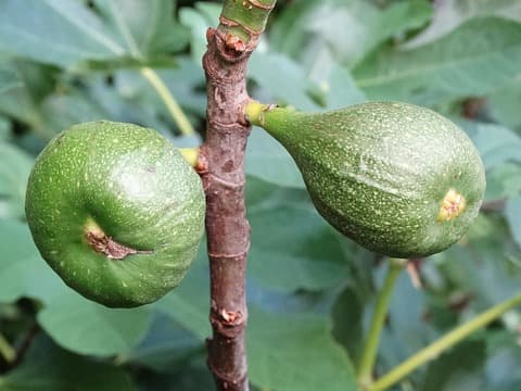 혈당 조절과 관련이 있는 무화과 추출물