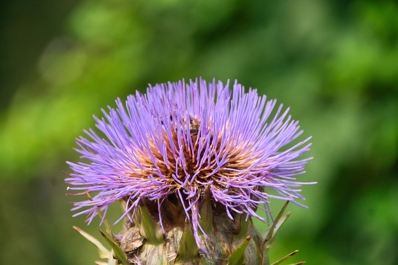 홍화씨 기름에 대해서