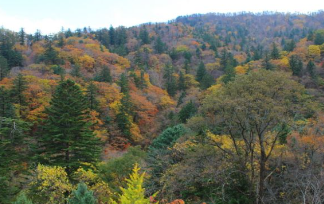 2025 오대산 단풍 절정 시기 공개! 가을 일정 &amp; 인기 등산 코스 TOP 5