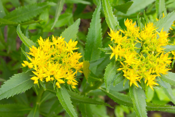 신봉선 다이어트 푸드올로지에서 나온 콜레올로지 컷 성분을 알아봤습니다. 어떤 성분들이 다이어트를 성공할 수 있게 도와주는지 참고 하시기 바랍니다.