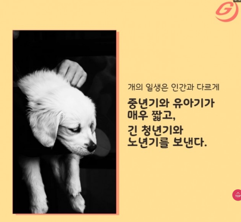 강아지 생애주기 그래프