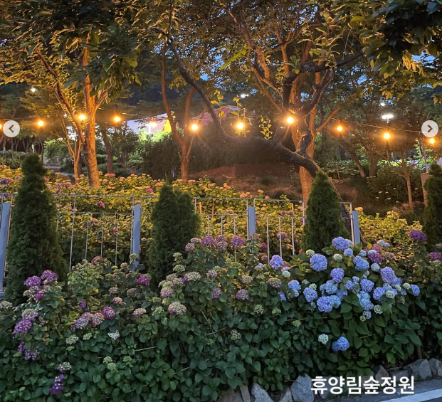 2025 월아산 숲속의진주 수국 2