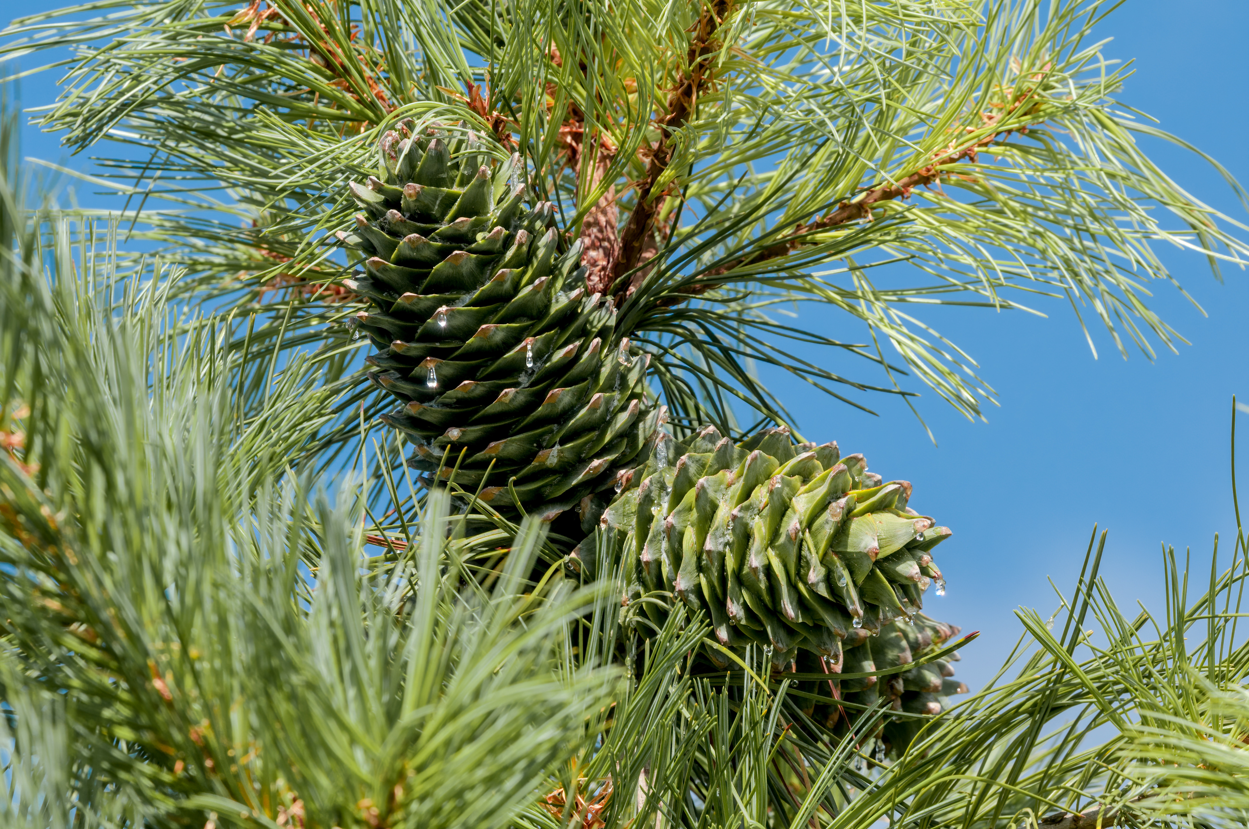 잣나무 (Pinus koraiensis) – 푸른빛이 감도는 부드러운 바늘잎이 다섯 장씩 묶여 자라는 우람한 침엽수. 길쭉하고 단단한 솔방울이 달리며, 회갈색의 두꺼운 수피와 균형 잡힌 원뿔형 수형이 특징.주목