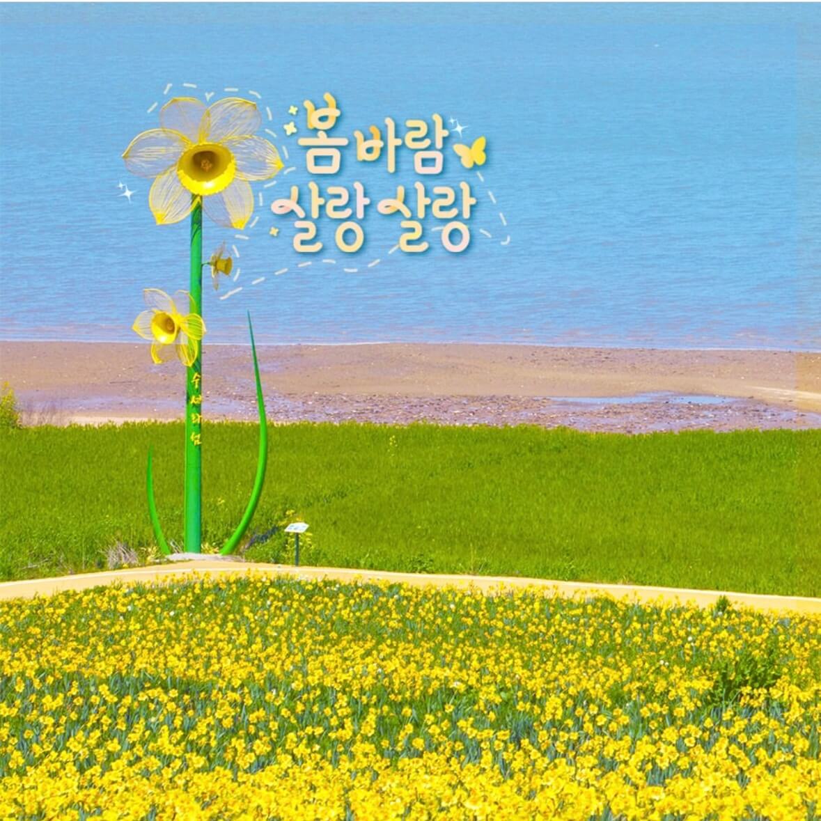 신안 선도 수선화 축제