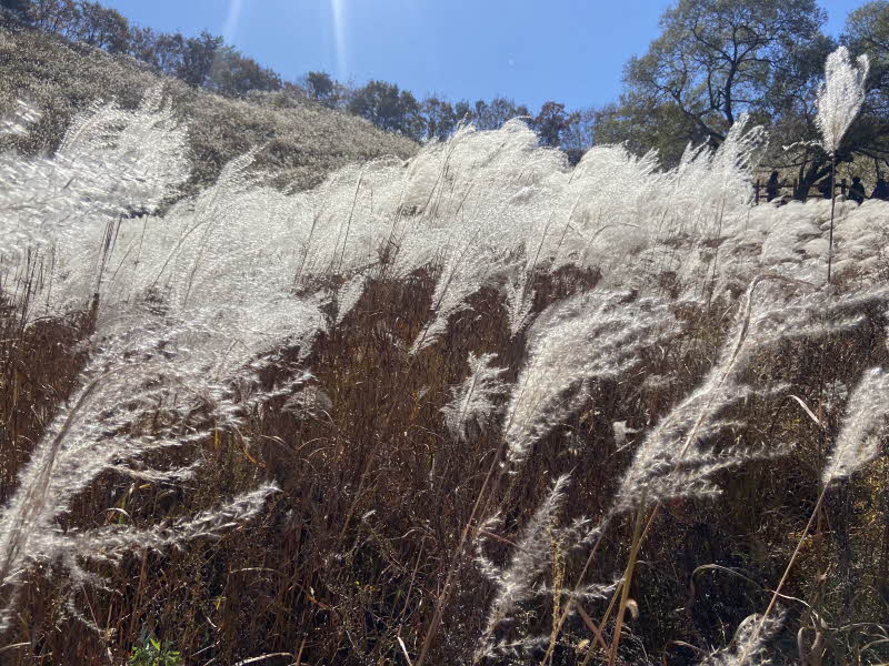 포천 명성산 등산코스 추천 억새꽃축제 방문후기. 주차장 정보