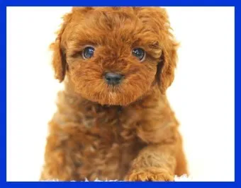 푸들 종류 토이푸들 실버투들 분양 가격 성격_21