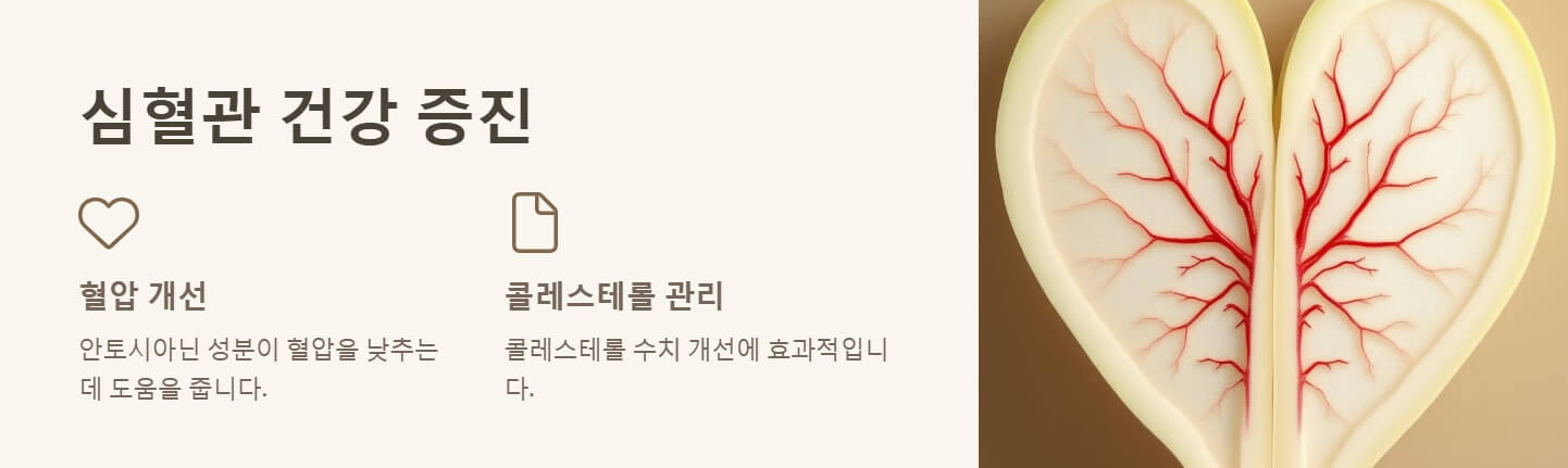 콜라비 효능 정말 놀라운 4가지