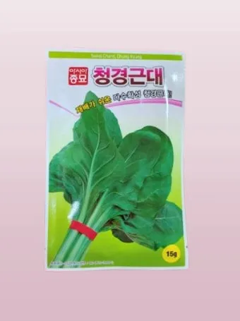 근대 재배 잎 따기 간격 유지 연속 수확_14