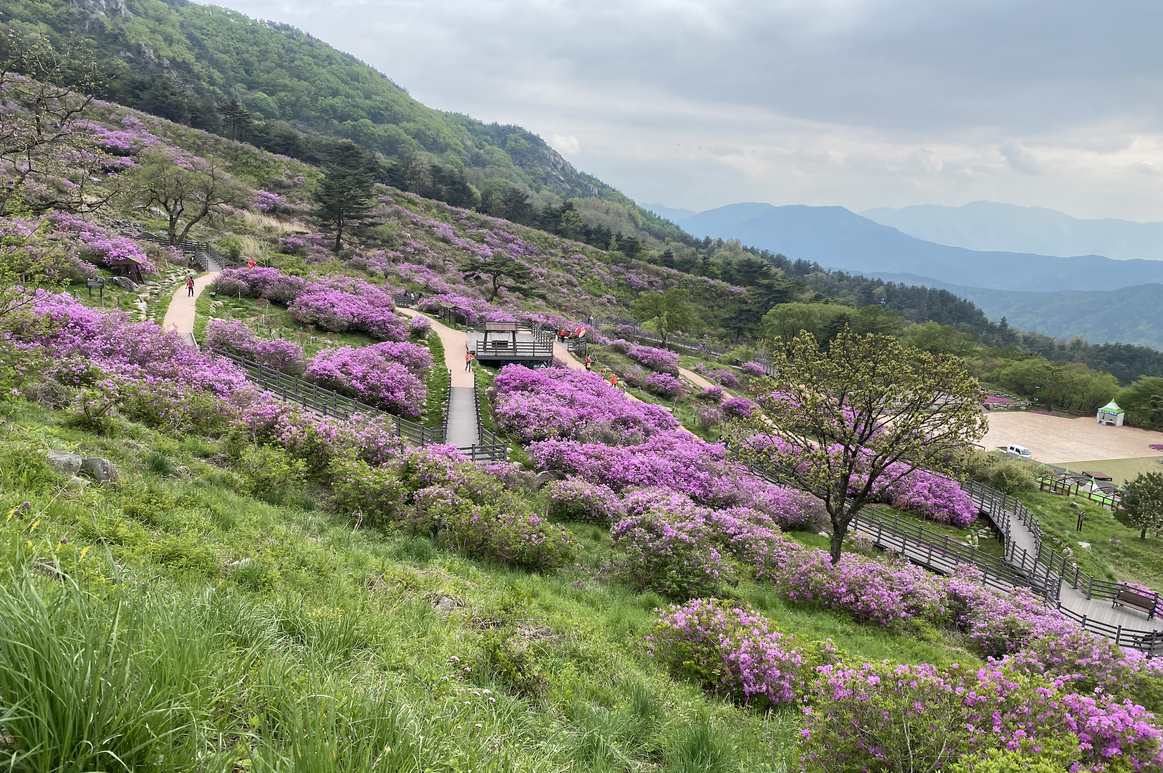 황매산 철쭉 군락지