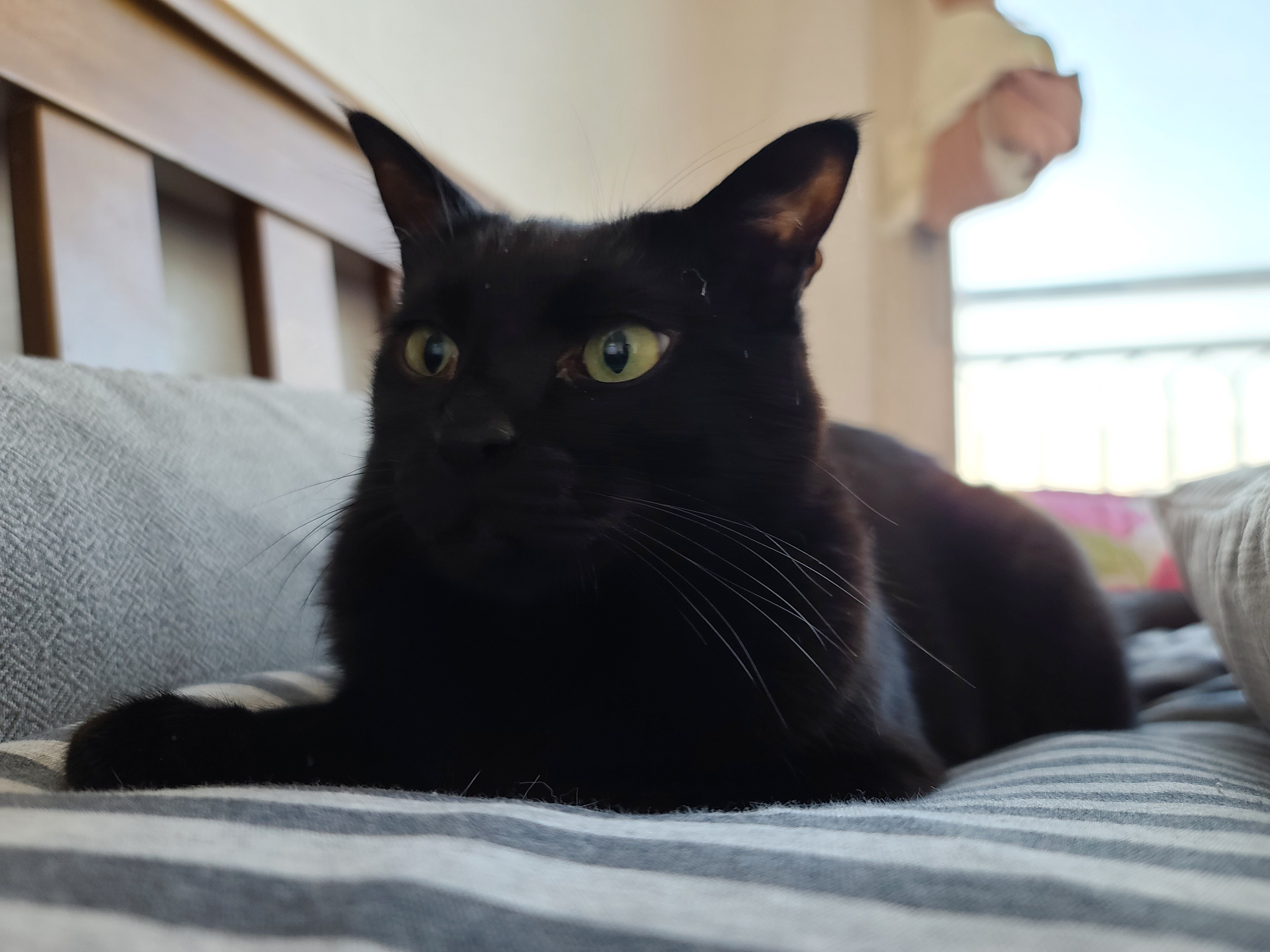 새벽에 창문을 연 이유는? 고양이 응아냄새의 심각성.