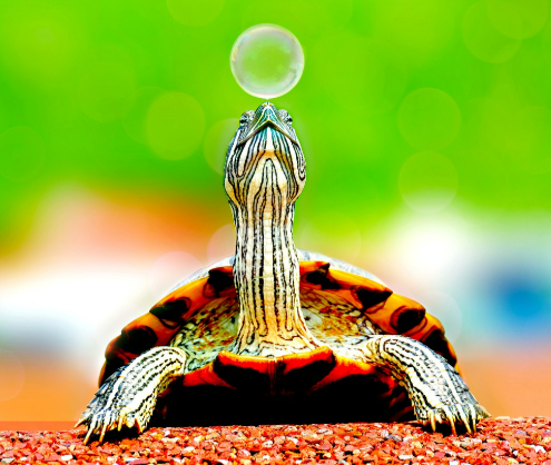 파충류 애호가를 위한 맞춤 장난감 추천