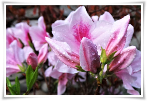 "철쭉" 봄을 수놓는 붉은 유혹, 당신이 몰랐던 화려한 비밀의 꽃!