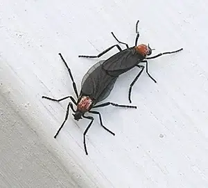 러브버그 퇴치 및 예방법