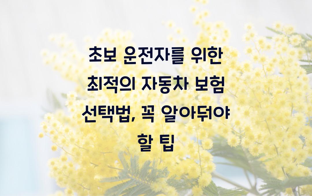 초보 운전자를 위한 최적의 자동차 보험 선택법