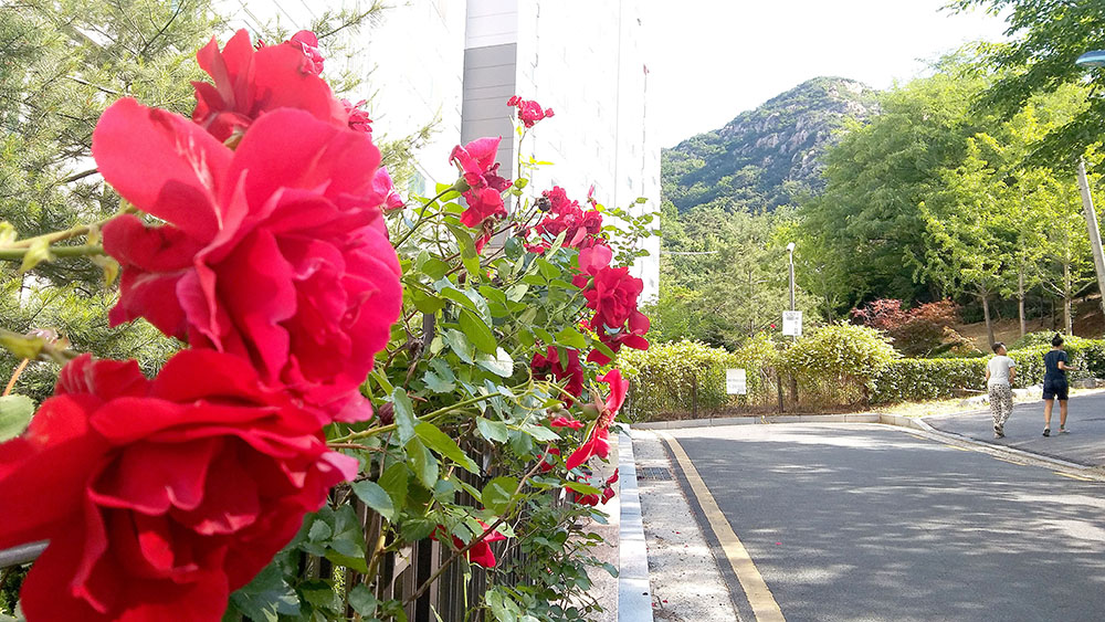 서울둘레길 북한산 구름정원길 장미
