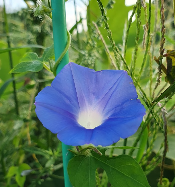 맨발 걷기로 허리 디스크를 좋아지게 할 수 있다?