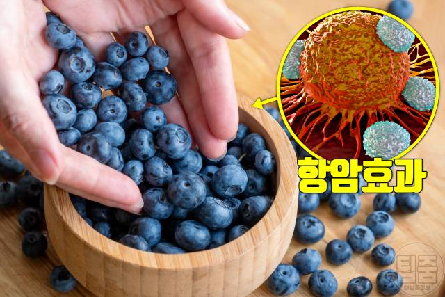 최고의 건강식품 세계보건기구 좋은음식 블루베리 항암식품