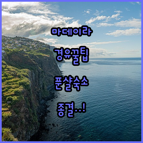 포르투갈 마데이라 푼샬 여행 경유 노..
