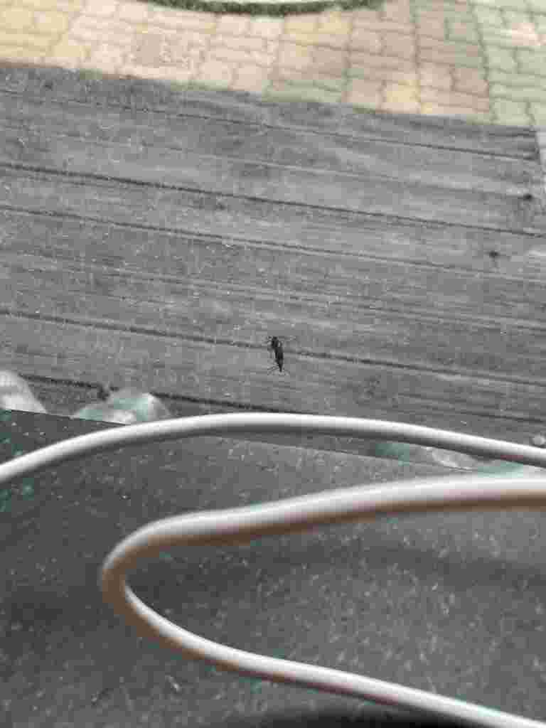 러브 버그 이미지