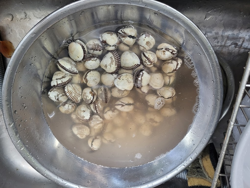 뻘이 나온 꼬막