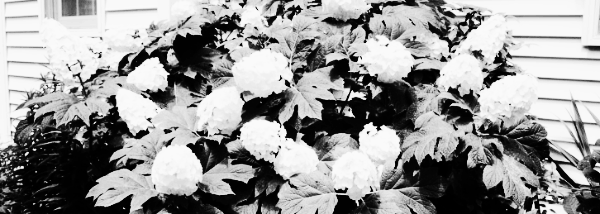 수국 종류: 떡갈잎 수국 (오크잎 수국, 참나무잎 수국)