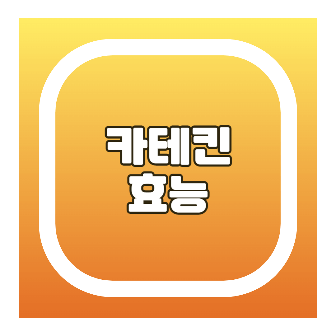 카테킨 효능
