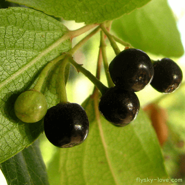 마키베리 (Maqui Berry)