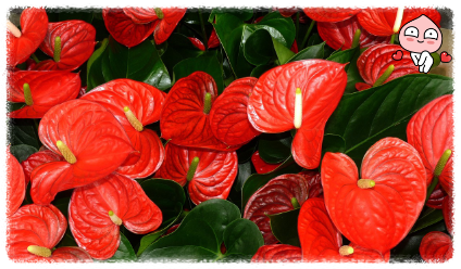 안스리움 키우기 다양한 색상의 불염포가 아름다운 식물