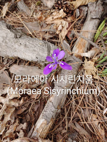 왕방산의-모라에아-시시린치움