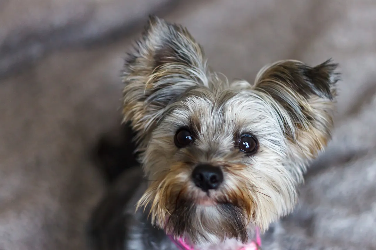 강아지 귀청소 주기&amp;#44; 귀청소 하는법