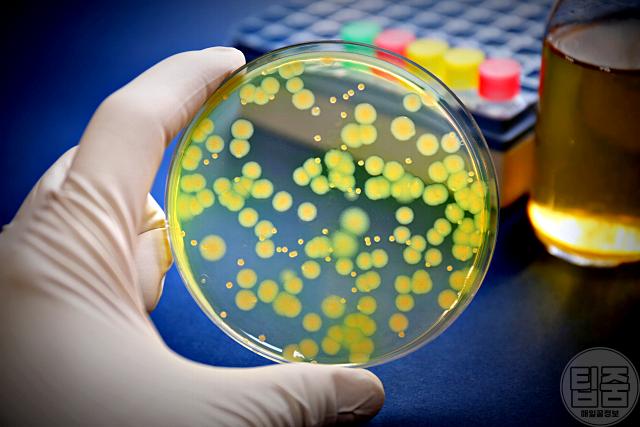 리필용기 세척 녹농균 항생제 내성