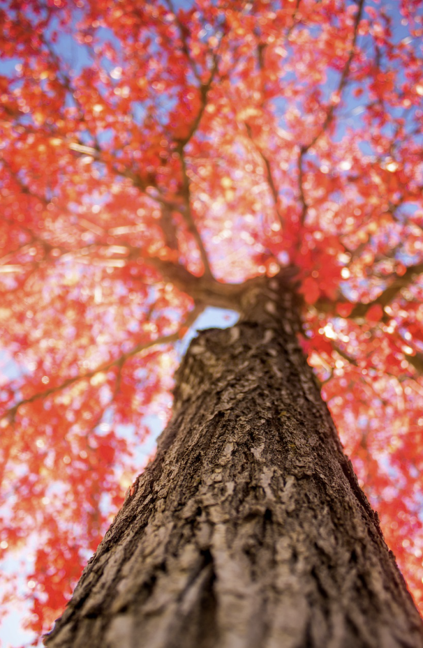 내장산 단풍절정시기