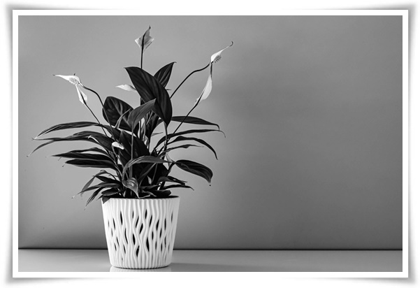 화초 "리시안셔스" 장미인 듯 장미 아닌 변치 않는 사랑의 꽃!