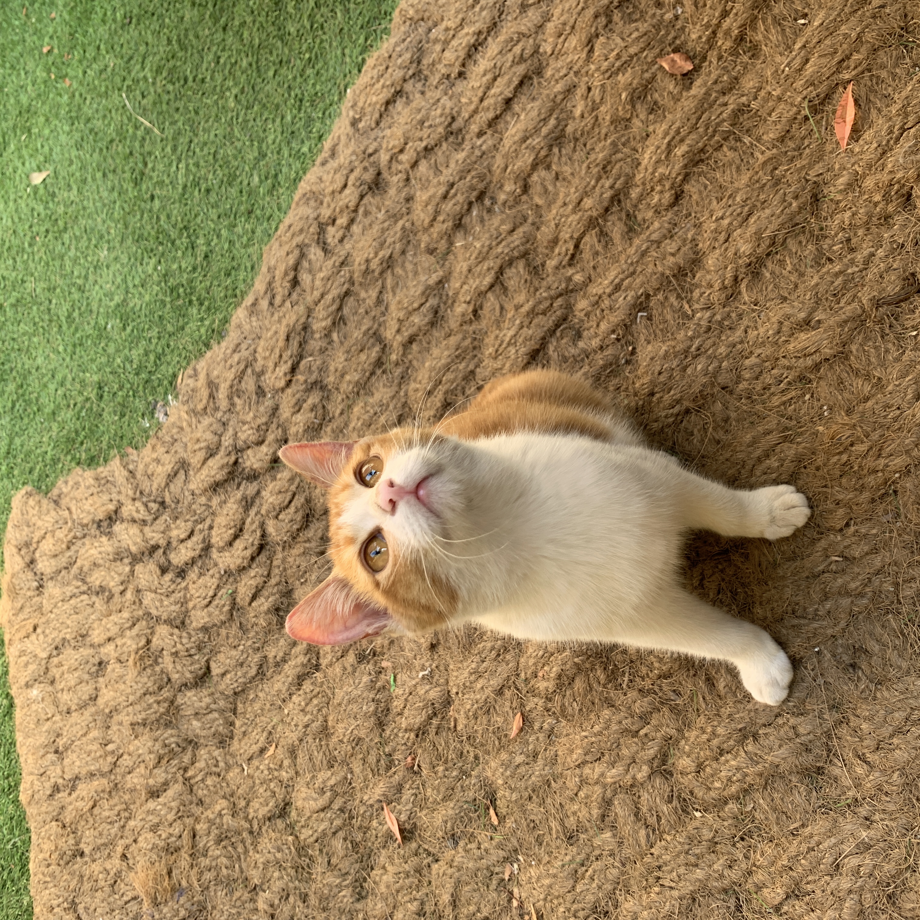 article thumbnail image