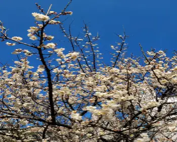 광양 매화축제_17
