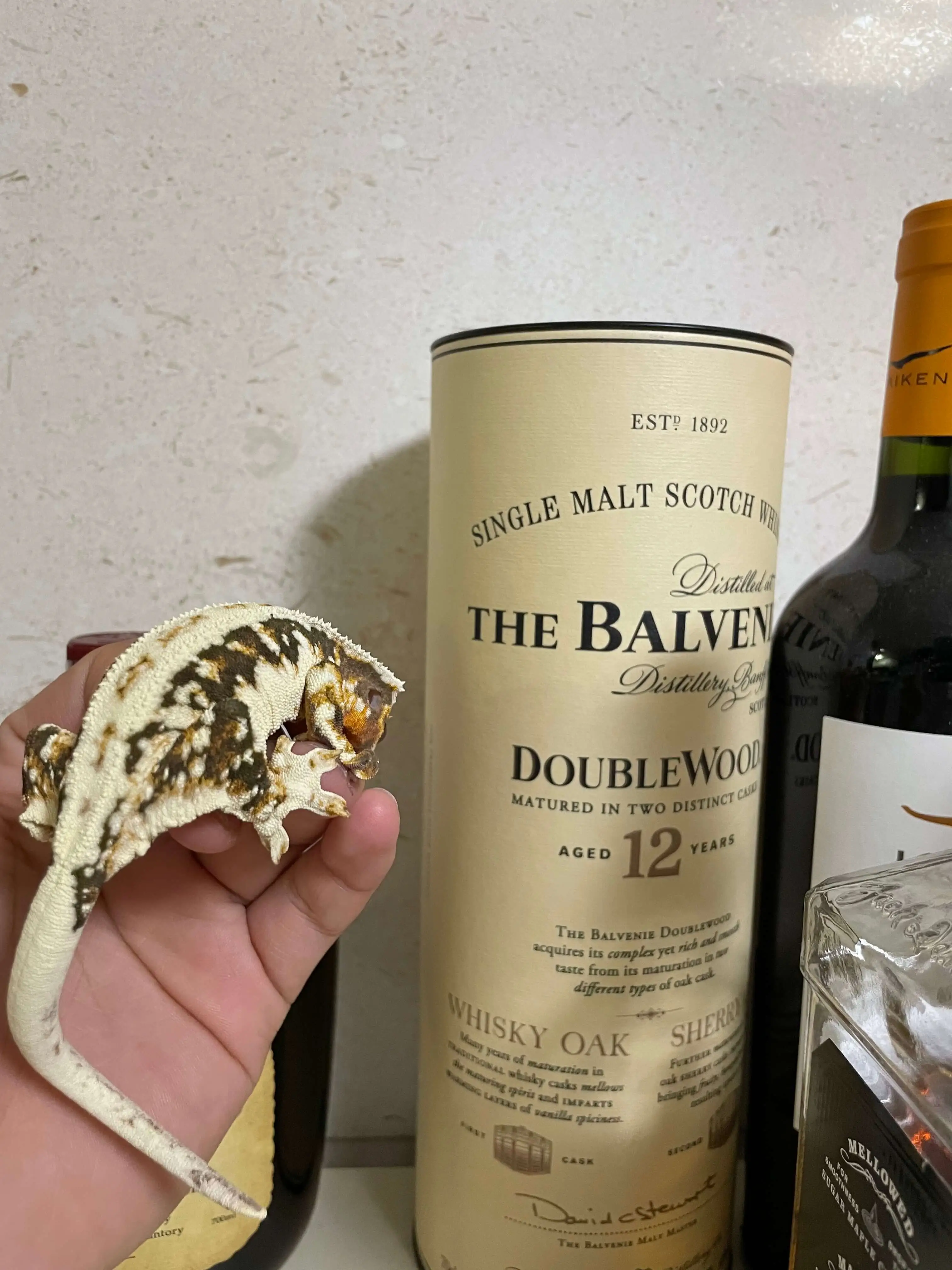 도마뱀 키우기 크래스티드 개코 