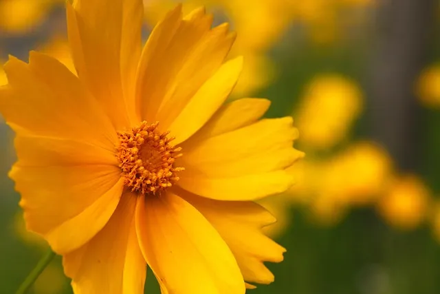 함안 악양생태공원 금계국 개화 시기와 사진 촬영 팁_4