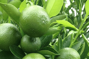 깔라만시 효능08