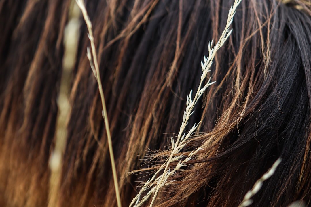 Gray hair dye.